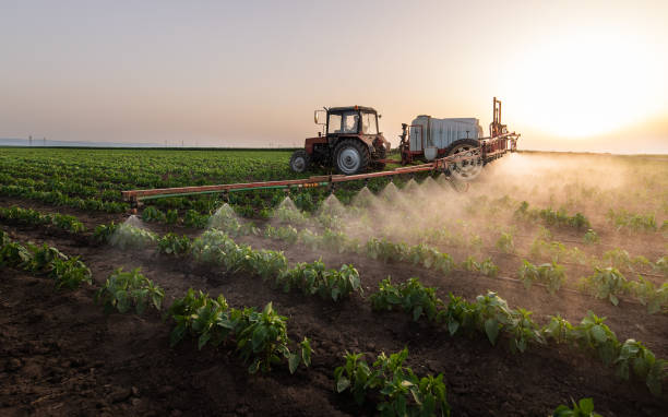 Best Ant Control Services  in Dawson Springs, KY