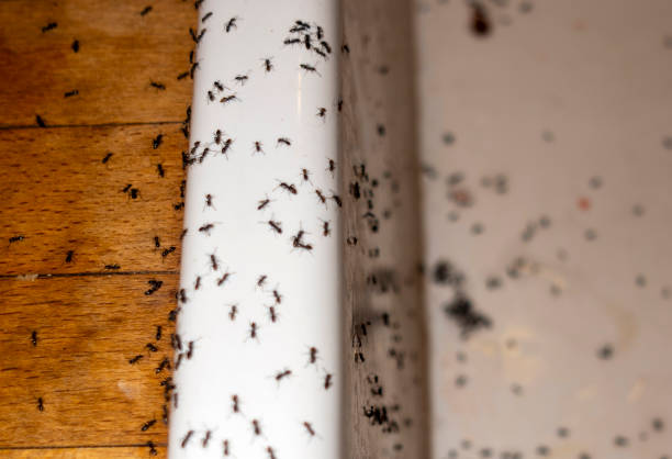 Best Exterminator Services  in Dawson Springs, KY