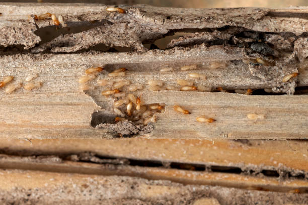 Best Cockroach Control Services  in Dawson Springs, KY