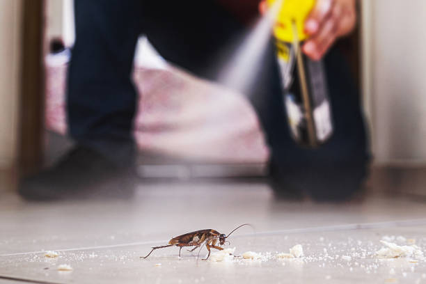 Best Affordable Pest Control Services  in Dawson Springs, KY